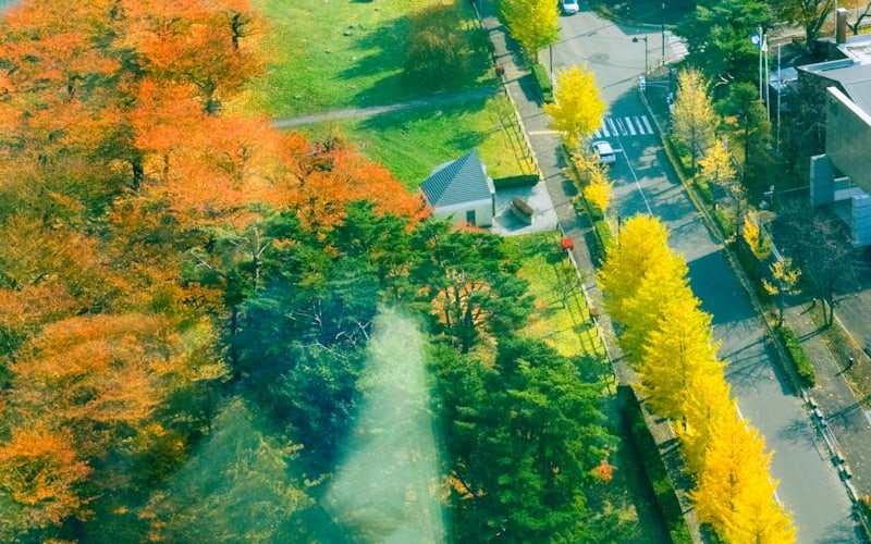 紅葉した並木のある住宅街